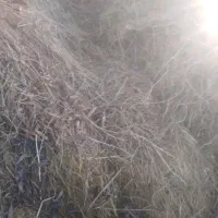 یونجه وعلف ۶ خلوار هرخلوار۱۹۰۰۰۰ تومان