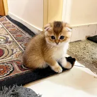 گربه|گربه|همدان, |دیوار