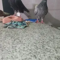 رنگی|پرنده|مسجد سلیمان, |دیوار