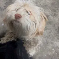 سگ گمشده حوالی مایان کوی اطلس|سگ|تبریز, |دیوار