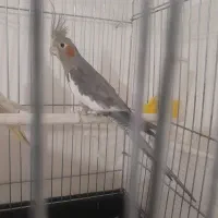 عروس هلندی ماده