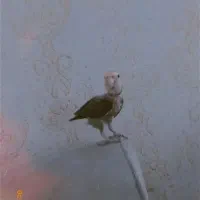 ارام و بامزه|پرنده|مریوان, |دیوار