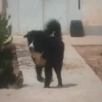 سگ قدرجونی|سگ|زرقان, |دیوار