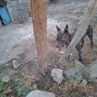 پیتبول نر۱ ساله ، خالص آمریکایی و یک پیتبول ماده|سگ|ورامین, قويينک زهری|دیوار