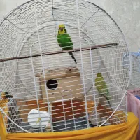 پرنده مرغ عشق|پرنده|چهاردانگه (تهران), |دیوار