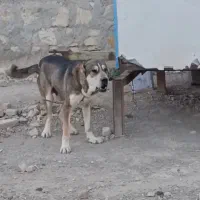 سگ نگهبان
