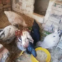 مرغ و خروس های جوان و کاکلی|حیوانات مزرعه|قزوین, |دیوار