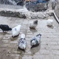 کبوتر|پرنده|مینودشت, |دیوار