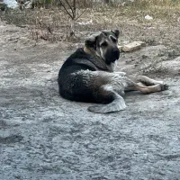 نر و لاس|سگ|چادگان, |دیوار