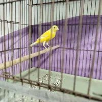 فروش قناری|پرنده|برازجان, |دیوار