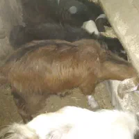 قیمت ۱۵ ملیون روستای هالان|حیوانات مزرعه|صحنه, |دیوار