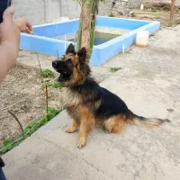 ژرمن شپرد .اصیل