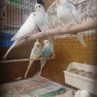 یه جفت مرغ عشق مولد با ۴ تا جوجه