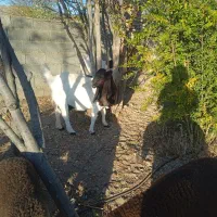 بزپاکستانی