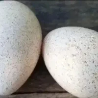 تخم بوقلمون نژاد برنز