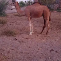 فروش شتر نر