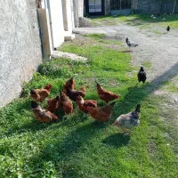 مرغ خروس محلی