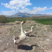 قوغاز اسرائیلی