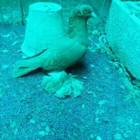 کبوتر ساری مایا