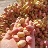 فروش زمین ۹۰۰۰ متری سنددار داخل روستا|فروش زمین و ملک کلنگی|کاغذکنان, |دیوار