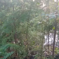 گلهای فضای باز (بیرونی)|گل و گیاه طبیعی|کلاچای, |دیوار