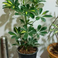 گلهای آپارتمانی