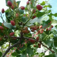 درختکاری و باغبانی|خدمات باغبانی و درختکاری|کرج, گوهردشت|دیوار