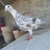 کبوتر سار سیاه ماده