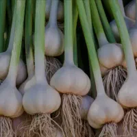 یه دسته واسه برداشت سیر نیازمندیم