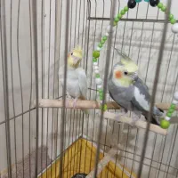 عروس هولندی