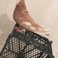 کبوتر ابلغ ماده