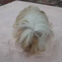 خوکچه  هندی