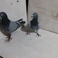 کبوتر|پرنده|مشهد, فرخد|دیوار