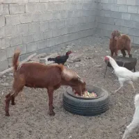 کهره نر چاق