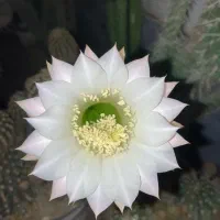 گمشدن کارت ماشین بیمه کارت پایان خدمت