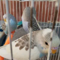 مرغ عشق|پرنده|گرمسار, |دیوار