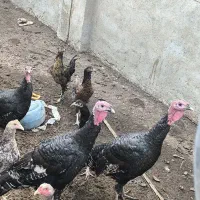 بوقلمون نر وماده