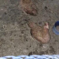 تخم مرغ محلی اصل نطفه دار|حیوانات مزرعه|رامهرمز, |دیوار