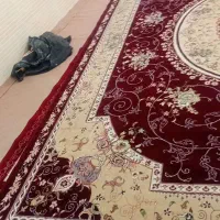 فرش ۱۲متری|فرش|کرمانشاه, |دیوار