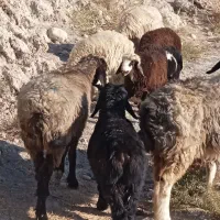 7 راس میش ترکی بره دار|حیوانات مزرعه|جره و بالاده, |دیوار