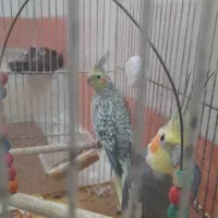 عروس هلندی