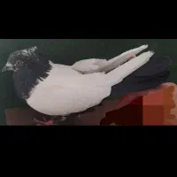 نرماده سرته سیاه وقهوی|پرنده|بروجرد, |دیوار