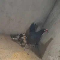 مرغ جوجه دار|حیوانات مزرعه|شبانکاره, |دیوار