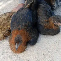 سه عدد جوجه بومی