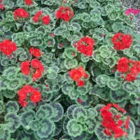 باغبانی،نگهداری و انجام علمی امور باغ و باغشهر