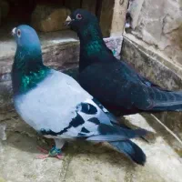 کبوتر نروماده