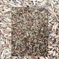 شلتوک بذری به شرط بوجاری
