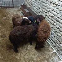 قوچ وبره افشار|حیوانات مزرعه|گنبد کاووس, |دیوار