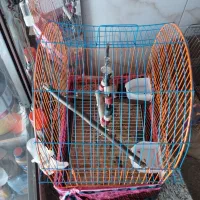 طوطی برزیلی|پرنده|مرند, |دیوار