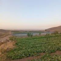 خیار شور  تازه خوش طعم